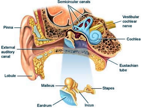 sinus nostril most cancers