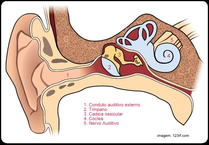 Anatomia orelha