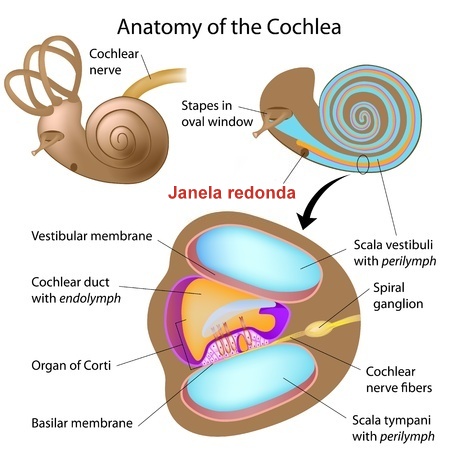 coclea-001